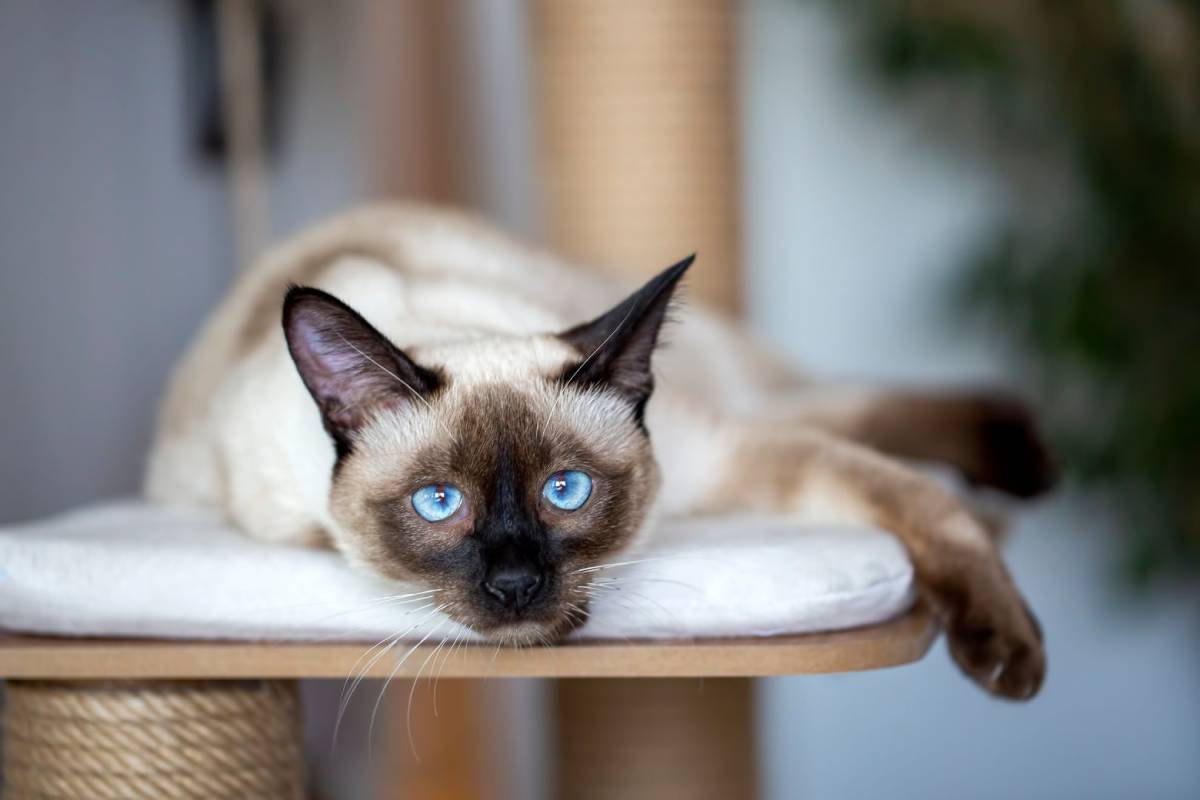 Ra&ccedil;as de gatos mais comuns - Siam&ecirc;s