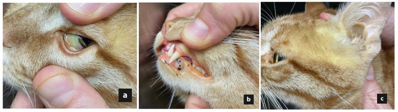 Caso de icter&iacute;cia em gato com lipidose hep&aacute;tica