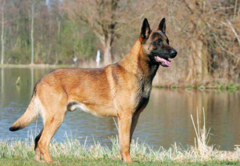 Pastor Belga de Malinois