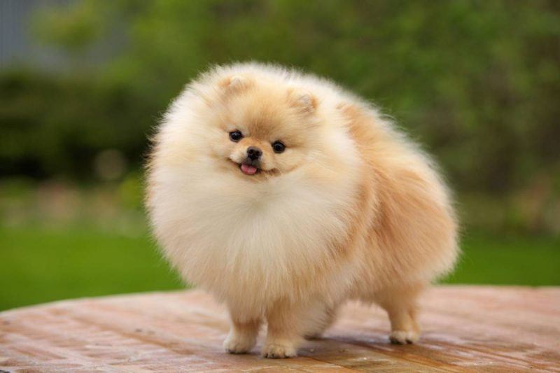 Spitz Alem&atilde;o Pequeno