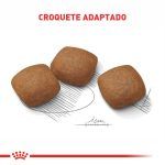 3ACC CCN MAXI JOINT CARE