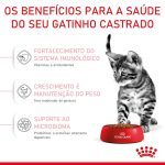 3ACC FHN KITTEN STERILISED
