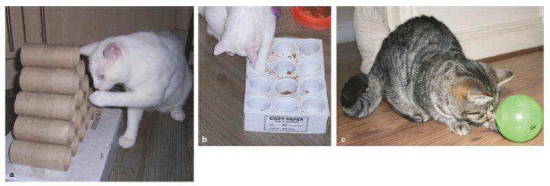 Ideias de como fazer enriquecimento ambiental para gatos