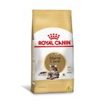 1ACC FBN MAINE COON 1 1