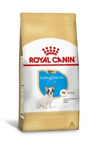 1ACC SBN BULLDOG FRANC PUPPY 1