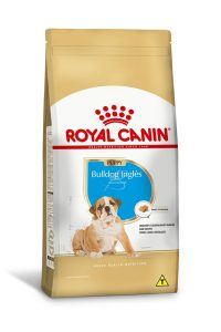 1ACC SBN BULLDOG PUPPY