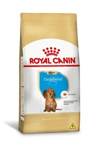 1ACC SBN DACHSHUND PUPPY 1
