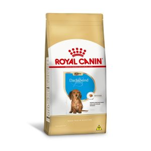 1ACC SBN DACHSHUND PUPPY 1