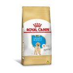 1ACC SBN LABRADOR PUPPY 1