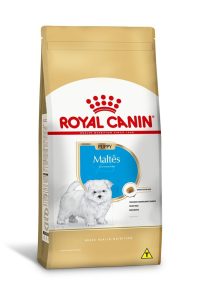 1ACC SBN MALTES PUPPY 1
