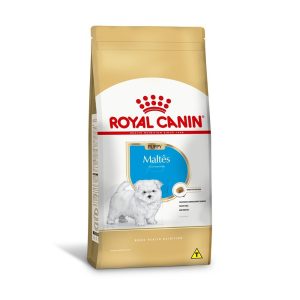 1ACC SBN MALTES PUPPY 1