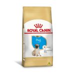1ACC SBN PUG PUPPY 1