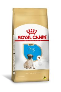 1ACC SBN PUG PUPPY 1