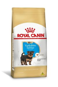 1ACC SBN YORKSHIRE PUPPY 1