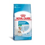 1ACC SHN Min Star MotB Dog 1