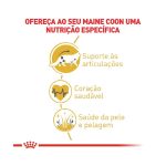 2ACC FBN MAINE COON 