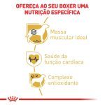 2ACC SBN BOXER ADULT