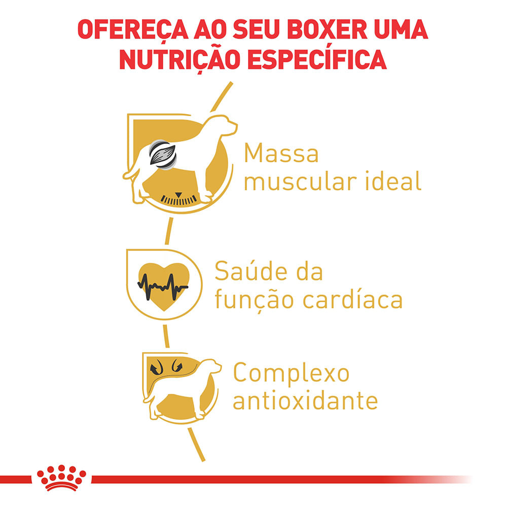 2ACC SBN BOXER ADULT