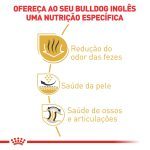2ACC SBN BULLDOG ADULT