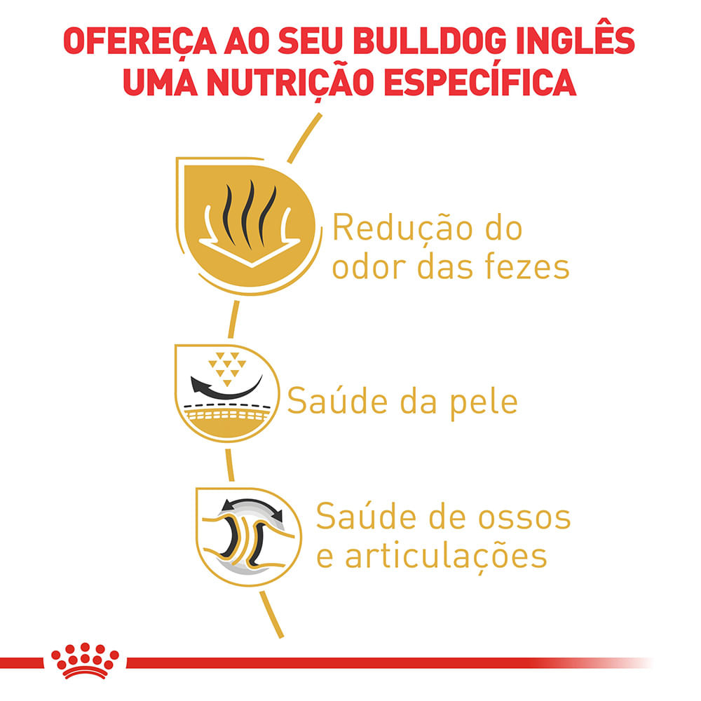 2ACC SBN BULLDOG ADULT
