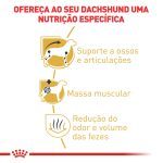 2ACC SBN DACHSHUND AD
