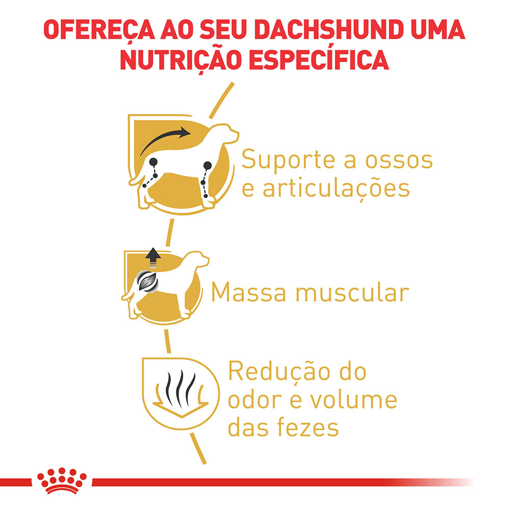 2ACC SBN DACHSHUND AD