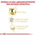 2ACC SBN LABRADOR ADULT