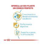 2ACC SBN PASTOR ALEMAO PUPPY