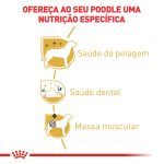 2ACC SBN POODLE ADULT