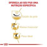 2ACC SBN PUG ADULT