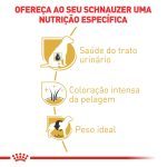 2ACC SBN SCHNAUZER ADULT