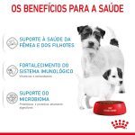 2ACC SHN Min Star MotB Dog