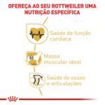 2ROTTWEILER ADULT