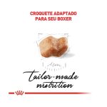 3ACC SBN BOXER PUPPY