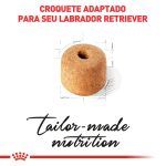 3ACC SBN LABRADOR ADULT