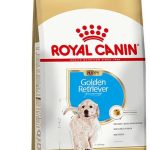 ACC SBN GOLDEN PUP