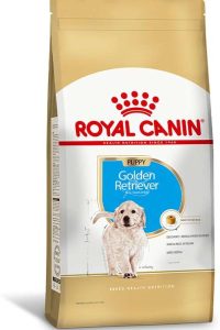 ACC SBN GOLDEN PUP