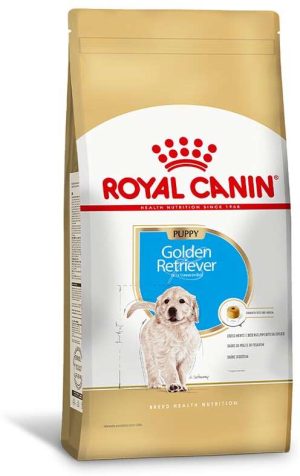 ACC SBN GOLDEN PUP