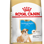 BULLDOG INGLES PUPPY F 1