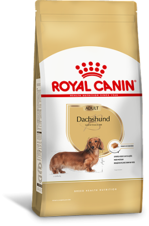 DACHSHUND F 1