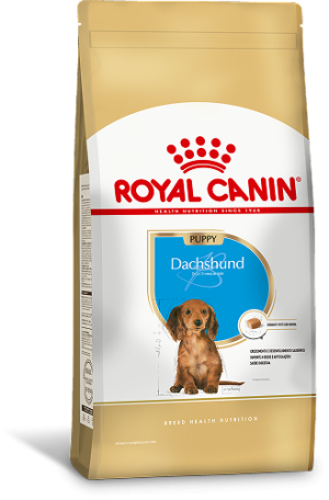 DACHSHUND PUPPY F 1