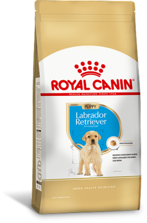 LABRADOR PUPPY F 1