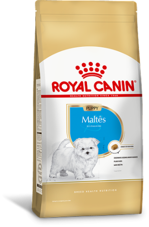 MALTES PUPPY F 1