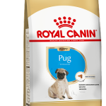 PUG PUPPY F 1