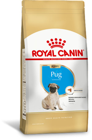 PUG PUPPY F 1