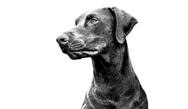 Alt image