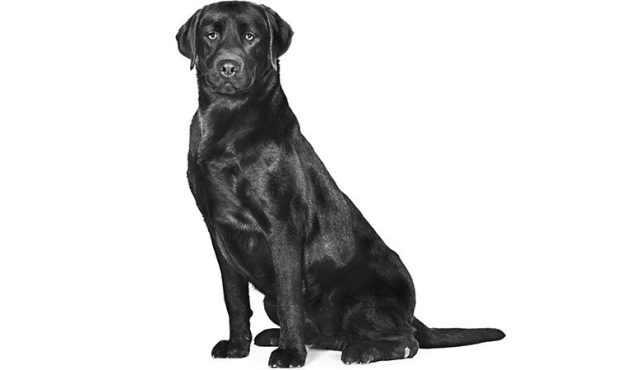 Alt image