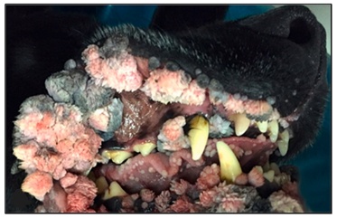 Aspecto cl&iacute;nico de m&uacute;ltiplos papilomas virais orais caninos causados por CPV1 na papilomatose canina