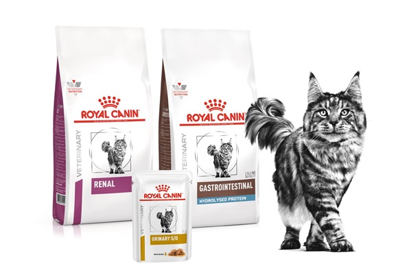 embalagens dos alimentos feline renal, gastrointestinal hydrolysed protein e urinary da royal canin com gato maine coon ao lado