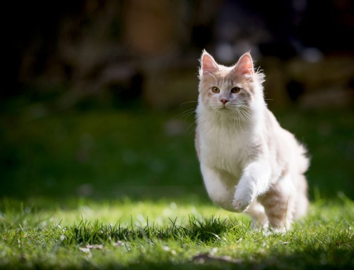 Pielonefrite em cães e gatos: como diagnosticar e manejar o paciente acometido
